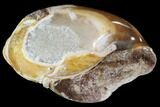 Chalcedony Replaced Gastropod Fossil #91821-1